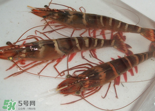 活蝦為什么要灌膠水？活蝦灌膠水有什么用？