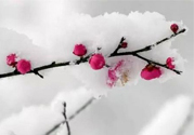 如何預(yù)防倒春寒？怎么預(yù)防倒春寒？