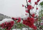 春天下雪意味著什么？春天為什么會下雪？