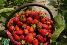 怎樣去除草莓的農(nóng)藥？怎樣洗草莓的殘留農(nóng)藥？