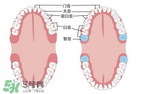 智齒能用舌頭舔嗎？喜歡舔智齒怎么辦？