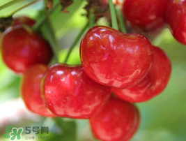 櫻桃有點苦怎么回事？櫻桃有點苦可以吃嗎？