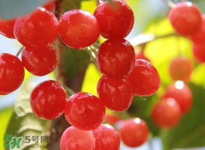 櫻桃批發(fā)價(jià)多少錢一斤？2017櫻桃批發(fā)價(jià)多少？