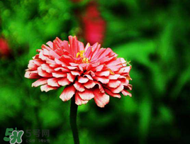 3月份開什么花？3月份開的花有哪些？