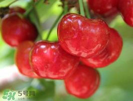 櫻桃為什么這樣紅？櫻桃為什么是紅色？