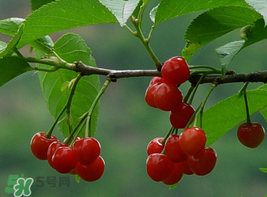 櫻桃為什么這樣紅？櫻桃為什么是紅色？