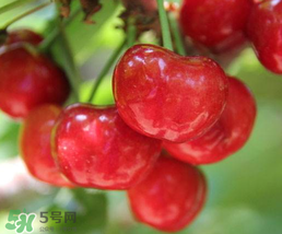 櫻桃為什么有一股藥味？櫻桃有藥味怎么辦？