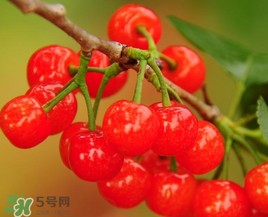 櫻桃什么時候成熟？櫻桃什么時候上市？
