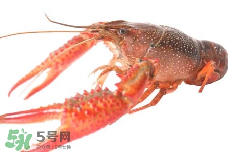 小龍蝦怎樣清洗？小龍蝦怎么洗最干凈？