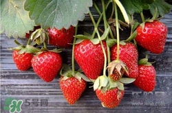 吃草莓大便會變紅嗎？吃草莓大便變紅是怎么回事？