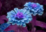 3月份開什么花？3月份開的花有哪些？
