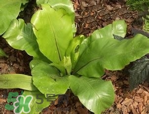 負卡路里的食物有哪些？負卡路里食物真的吃不胖嗎？