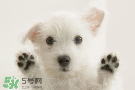 禽流感可以養(yǎng)狗嗎？禽流感期間能養(yǎng)狗嗎？