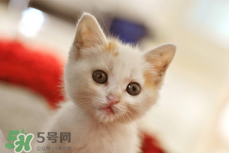 禽流感可以養(yǎng)貓嗎？禽流感期間能養(yǎng)貓嗎？