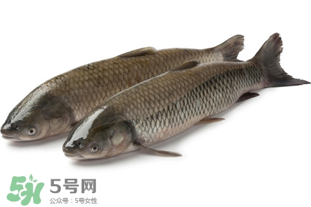 草魚能生吃嗎？草魚可以直接生吃嗎？