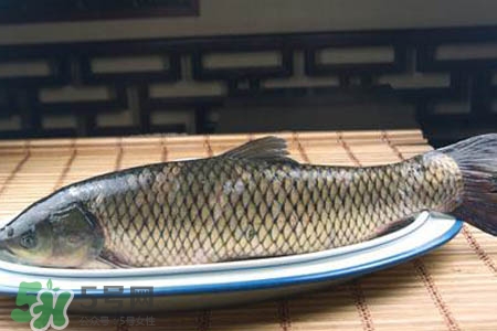 草魚能生吃嗎？草魚可以直接生吃嗎？