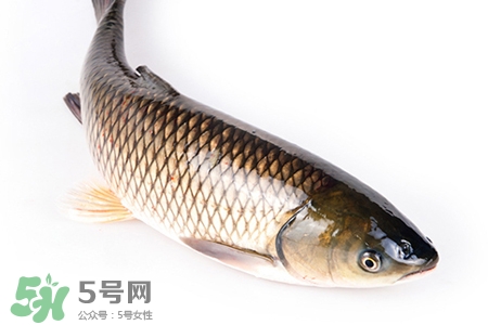 孕婦可以吃草魚嗎？懷孕了能吃草魚嗎？