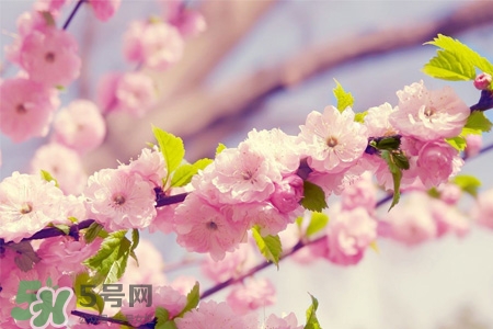 櫻花一般什么時(shí)候開？櫻花一般幾月份開？