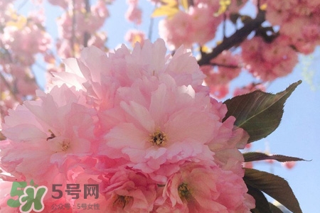 櫻花一般開多久？櫻花一般持續(xù)多久？