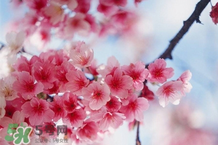 路邊的櫻花可以吃嗎？野生櫻花可以吃嗎？