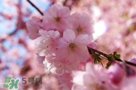 路邊的櫻花可以吃嗎？野生櫻花可以吃嗎？