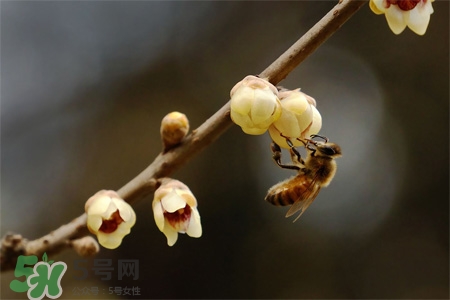 驚蟄吃什么食物好？驚蟄吃什么傳統(tǒng)食物？