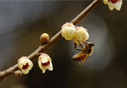 驚蟄是什么意思？驚蜇是什么節(jié)氣？
