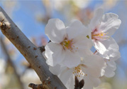 櫻花的花語是什么？櫻花代表什么意思？