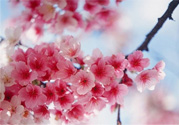 3月份有櫻花嗎？三月份櫻花都開了嗎？