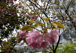 4月份適合種什么花？四月份種什么花好？
