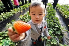 3月份可以摘草莓嗎？三月份有草莓可以摘嗎？