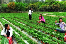 4月份可以摘草莓嗎？四月份有草莓可以摘嗎？