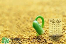 驚蟄如何養(yǎng)生？驚蟄前后如何養(yǎng)生？