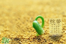 驚蟄喝什么茶好？驚蟄養(yǎng)生喝什么茶？