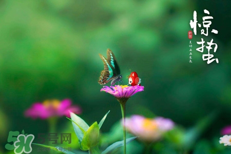驚蟄要吃芋頭嗎？驚蟄為什么吃芋頭？