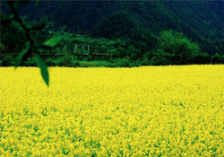 3月份能看到油菜花嗎？三月份有油菜花看嗎？