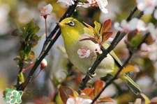 禽流感期間能接觸鳥糞嗎？碰到鳥糞會得禽流感嗎？