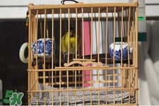 禽流感期間能接觸鳥糞嗎？碰到鳥糞會得禽流感嗎？