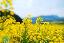 3月份能看到油菜花嗎？三月份有油菜花看嗎？
