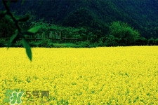 油菜花能開多久？油菜花花期有多長(zhǎng)？