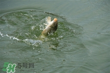 三月份可以釣魚了嗎？三月份好釣魚嗎？
