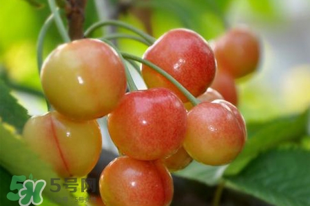 白玉櫻桃是什么？白玉櫻桃能吃嗎？