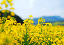油菜花能開多久？油菜花花期有多長？