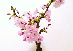 櫻花可以盆栽嗎？櫻花盆栽好養(yǎng)嗎？