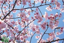 盆栽櫻花要經(jīng)常澆水嗎？櫻花盆栽幾天澆一次水？