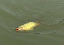 驚蟄前后可以夜釣鯉魚嗎？驚蟄前后釣魚技巧