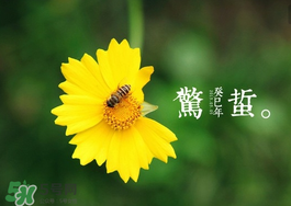驚蟄前后可以種什么？驚蟄前后種什么蔬菜？