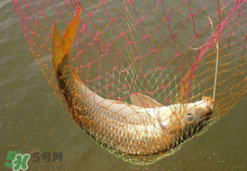 驚蟄前后好釣魚嗎？驚蟄前后釣魚技巧
