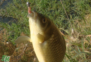 驚蟄前后可以夜釣鯉魚(yú)嗎？驚蟄前后釣魚(yú)技巧
