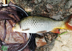 驚蟄前后可以夜釣鯉魚(yú)嗎？驚蟄前后釣魚(yú)技巧